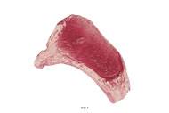 Cote de Bœuf crue artificielle en Plastique soufflé L 220x150 mm