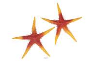 Etoile de mer artificielle orange X 2 en Plastique soufflé D 250 mm