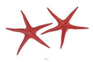 Etoile de mer artificielle rouge X 2 en Plastique soufflé D 250 mm