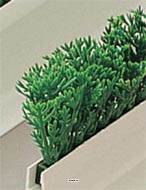 Recharge feuilles PE Cyprés vert L25cm pour Séparateur barrette L75cm
