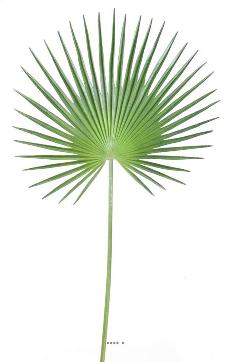 Feuille palmier Chamaerops artificielle H 120 cm D 60 cm polyurethane du  site Artificielles.com.