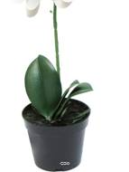 Orchidée Phalaenopsis factice en pot qualité déco H35cm Crème - BEST