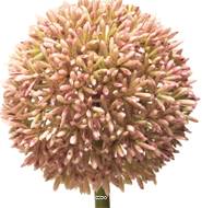 Allium artificiel en tige, spécial grande taille, H 68 cm Rose - BEST