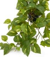 Pothos artificiel retombant en pot, L 55 cm