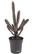 Cactus Euphorbe factice en pot Vert-Rouge Top qualité H45cm D20cm