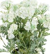 Verveine fleurie artificielle et feuillage en pot, H 28 cm Crème