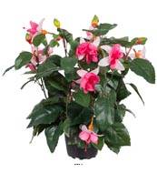 Fuchsias fleuries artificielles en pot, H 30 cm Rose