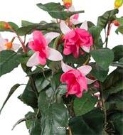 Fuchsias fleuries artificielles en pot, H 30 cm Rose