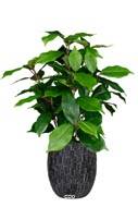 Ficus benjamina artificiel en pot H 40 cm, D 30 cm