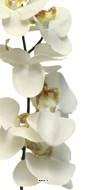 Tige d’orchidée phalaenopsis artificielle, H 78 cm, Crème - BEST