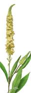 Véronique artificielle, une fleur en tige, H 76 cm Jaune - BEST