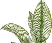 Calathea artificiel en piquet 22 feuilles, H 45 cm Vert