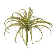 Tillandsia artificiel en piquet H 23 cm D 30 cm vert aloe