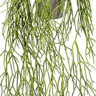 Fausse plante retombante rhipsalis L 60 cm vert