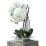 Superbe orchidée artificielle dans son plateau céramique H 46 cm Crème