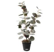 Eucalyptus artificiel en pot, H 47 cm, D 23 cm Vert-rose