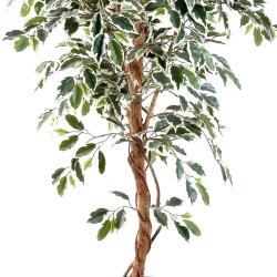 Ficus Benjamina Panache grande feuille tronc naturel H180cm Blanc-vert