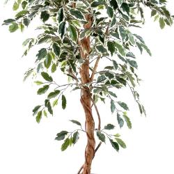 Ficus Benjamina Panache grande feuille tronc naturel H120cm Blanc-vert