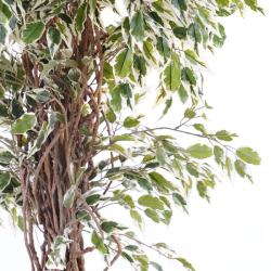 Ficus Benjamina Panache petite feuille tronc naturel H150cm Blanc-vert