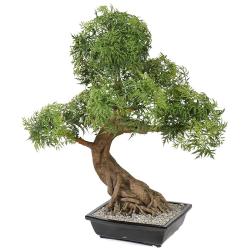 Bonsa Aralia Artificiel H 95 cm D 60 cm en pot