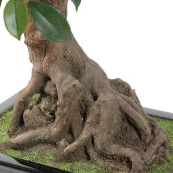Bonsaï Ficus Artificiel H 55 cm D 60 cm en pot
