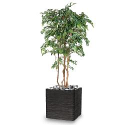 Ficus Natasja Artificiel multitroncs bois en pot H 210 cm Vert