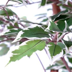 Ficus Natasja Artificiel multitroncs bois en pot H 180 cm Blanc-vert