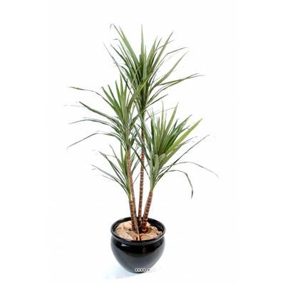 Draceana marginata artificielle en pot H 160 cm Vert-rouge