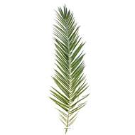 Set de 15 feuilles artificielles de Palmier Phoenix Canariensis L188 cm