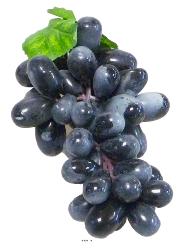 Grappe de raisin artificiel L19 cm avec 2 feuilles 45 raisins Noir