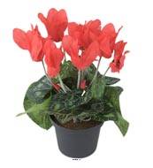 Cyclamen artificiel en pot H 20 cm D 15 cm qualit top Rouge