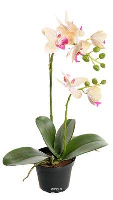 Orchidee artificielle 2 hampes en pot H 40 cm touché réel Vanille