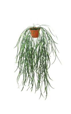 Hoya linearis artificielle en pot H 70 cm très originale suspension
