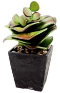 Cactus cacte agave en pot chocolat et finition gravier H 24 cm