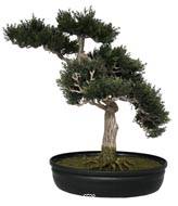 Bonsai artificiel Cedre H 43 X 40 CM 318 feuilles