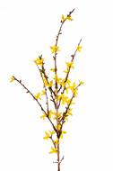 Branche de Forsythia artificiel Jaune H 88 cm 41 fleurs superbe