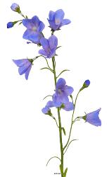 Campanule faux en tige Fleur des champs H65cm idéale bouquet Bleu ciel