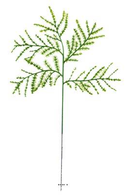 Feuille d'Asparagus Plumosus artificielle en plastique H 35 et D 20 cm