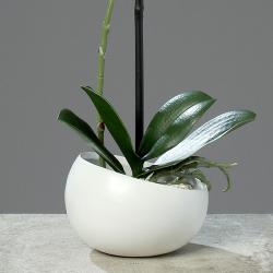 Orchidée factice 1 hampe coupe céramique H40cm touché réel Blanc neige