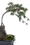 Bonsaï Pinus artificiel, sur pierre, pot finition mousse H 40 cm