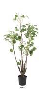 Plante verte oreille d'éléphant factice sur pied en pot H120cm, D52cm