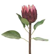Protea, fleur des lacs, factice en tige, H67cm Rose soutenu - BEST