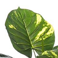 Pothos artificiel en pot 7 grandes feuilles H 60 cm