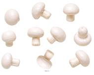 Champignons de Paris Blanc Rosé factices – lot de 10 – H 4,65 cm L 3,4 cm