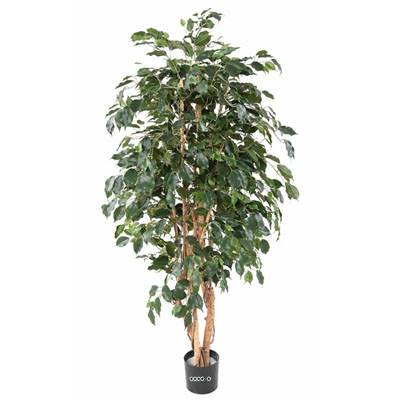 Ficus Exotique Artificiel multitroncs naturels en pot H 210 cm Vert