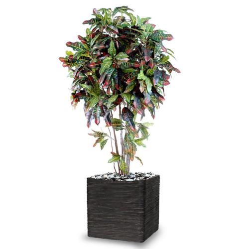 Croton Artificiel Troncs Bois en pot H 150 cm Vert-rouge