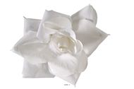 têtes de rose Artificielle X 6 Blanc Neige D 10 cm
