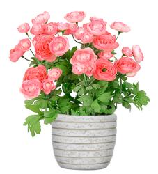 Renoncule factice en pot H28cm 32 fleurs lumineuses Rose soutenu