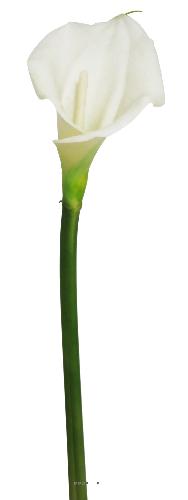 Arum calla artificiel, fleur touché réel, H 55 cm, Crème - BEST