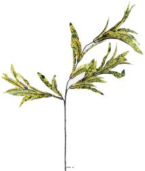 Croton factice en branche H65cm 3 têtes 45 feuilles tissu Vert-jaune